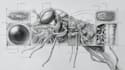 do medical and scientific illustrations