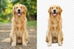 professionally remove background from images quickly