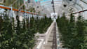 design modern greenhouse and hydroponic farm 3d rendering