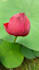 deliver stunning mobile images