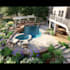 design backyard, pool, patio as a landscape architect