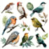 paint any bird you like, wild bird, pets