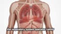create 3d respiratory system and anatomy medical animation