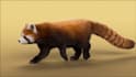 do realistic 3d animal model, fur xgen cgi animal animation vfx compositing