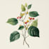 do a botanical illustration art