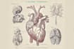 draw detailed medical illustrations