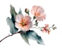 hand paint botanical illustrations