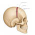 draw detailed medical illustrations