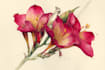 illustrate flowers, leaves, herbs, and botanical elements