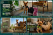 create authentic pet ugc videos for your brand