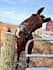 create high converting pet and equine product ugc content