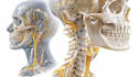 draw detailed medical illustrations