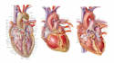 draw detailed medical illustrations