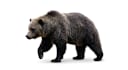 do professional background removal and photo cutout services