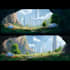 do environment concept art