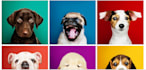 create a pet care google sites website, pet grooming and veterinary website
