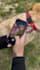create engaging pet tech and product ugc video ads