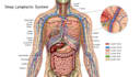 draw detailed medical illustrations