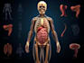 create 2d medical anatomy illustrations and animations