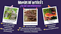 design a professional canva presentation