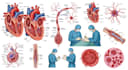 draw professional medical illustrations
