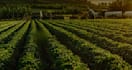 design 3d greenhouse farm, hydroponics, solar panel layout project