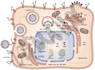 create design accurate scientific figures and diagrams