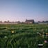 create custom ai art work, landscapes, and chibi pets