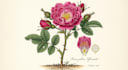 illustrate best botanical illustration