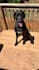 create authentic pet ugc video content for your dog brand