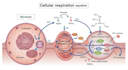 create anatomy, medical, and scientific illustrations