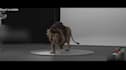 do 3d animal animation, 3d animation, vfx compositing, 3d creature for film
