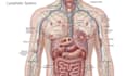 draw detailed medical illustrations
