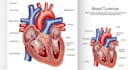 draw your medical or scientific illustration