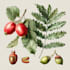 illustrate best botanical illustration
