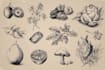 draw botanical illustration art for you