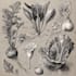 draw botanical watercolor clipart