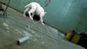 add a realistic cgi animal into your video with vfx compositing, 3d animal