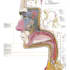 design medical figures and scientific illustrations