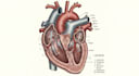 draw a scientific illustration