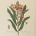 draw a scientific botanical illustration