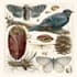 draw a scientific illustration