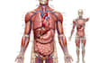 draw detailed medical illustrations