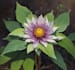 do botanical illustration, botanical family paintings