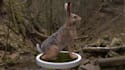 do cgi 3d vfx animal animation, 3d model, fur, animal rigging, 3d integration