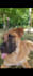 be your dog model and create viral pet ugc video