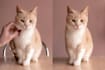 remove image background and make it transparent