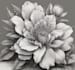 do a botanical illustration