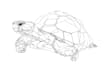 draw illustration continuous line art from your pet
