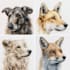 illustrate animals with watercolour